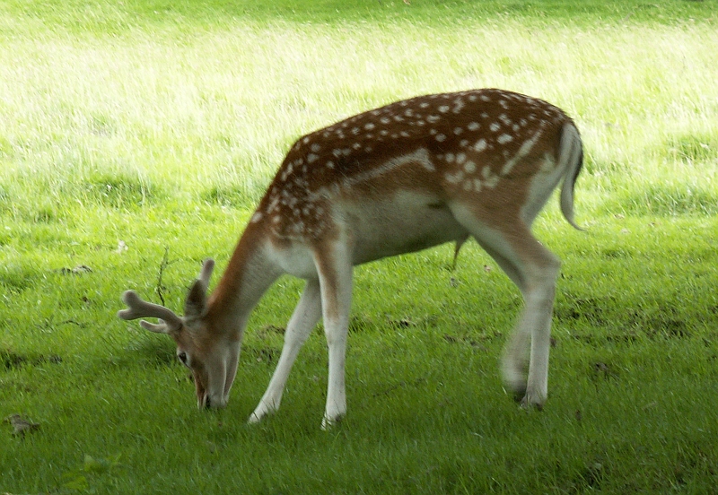 02 Fallow Deer.jpg